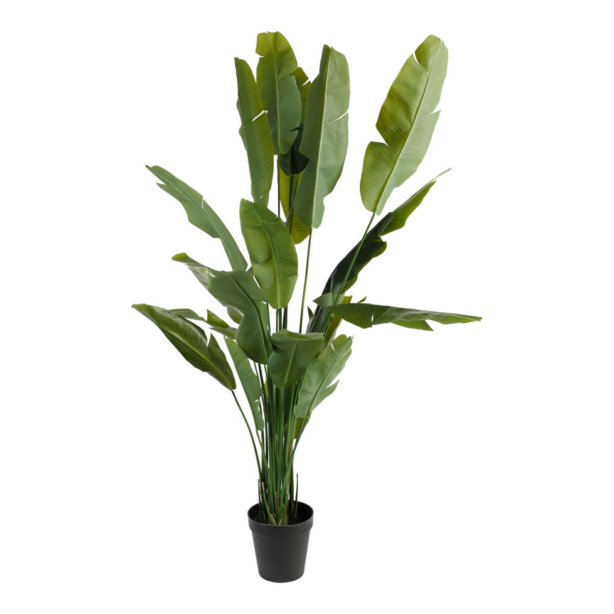 PIANTA BANANO CM.240