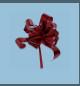FIOCCO RAPID 50MM ROSSO LUCIDO 12xh18x5