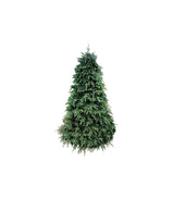 ALBERO HARVARD PINE CM 240