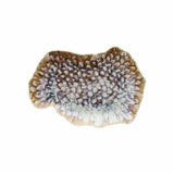 PIATTO OVALE 30X20CMMARINE REEF
