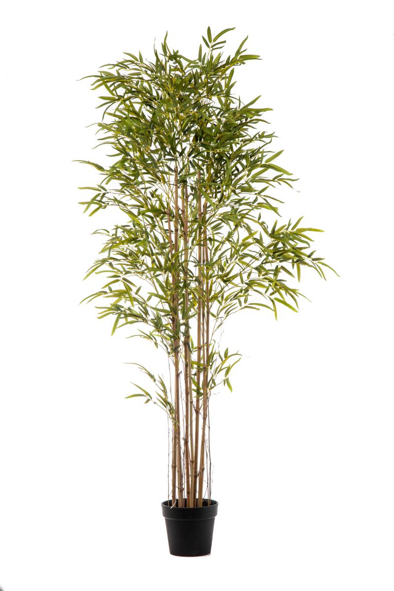PIANTA BAMBOO 3373 FOGLIE CM 240