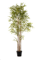 PIANTA BAMBOO 3373 FOGLIE CM 240