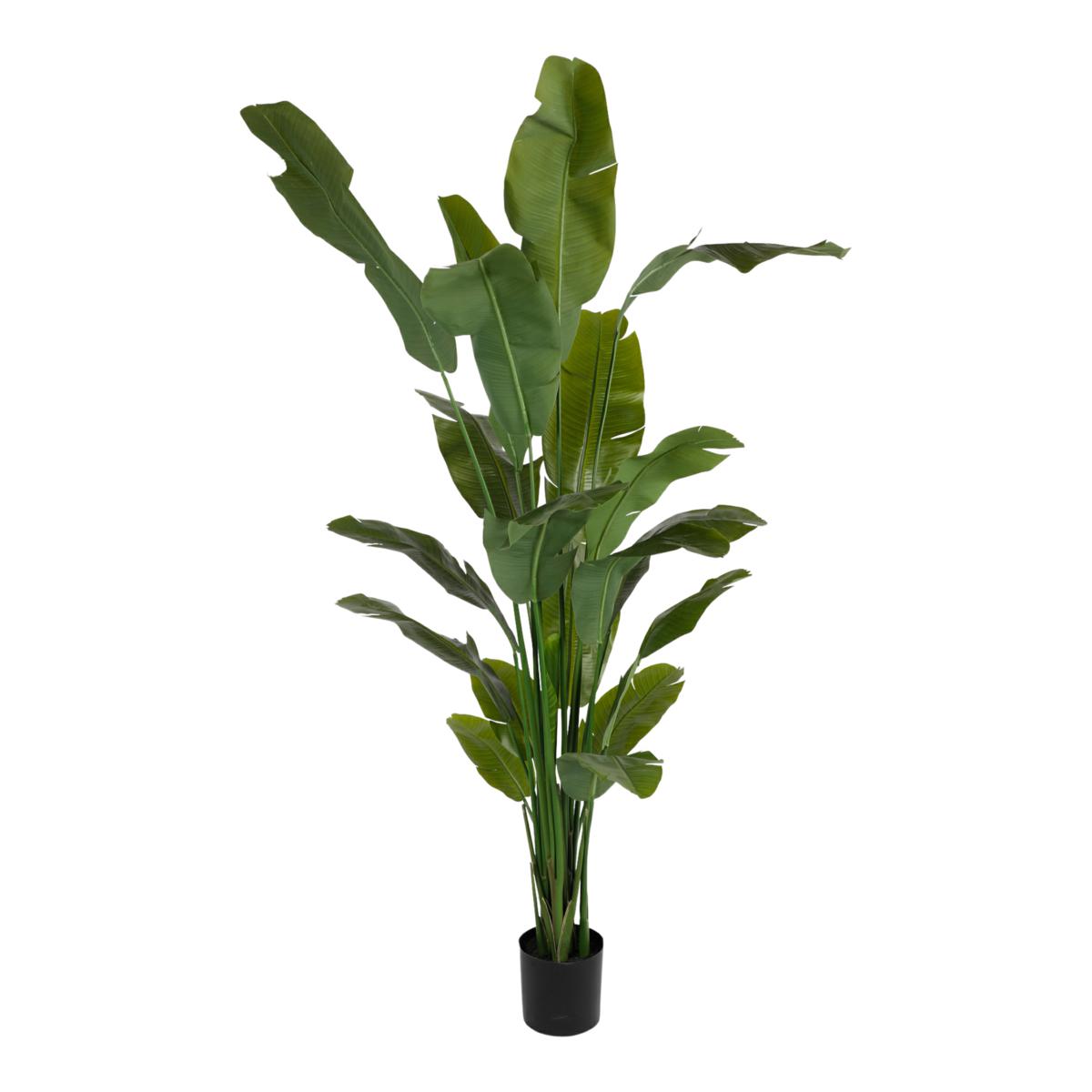 PIANTA BANANO CM.210