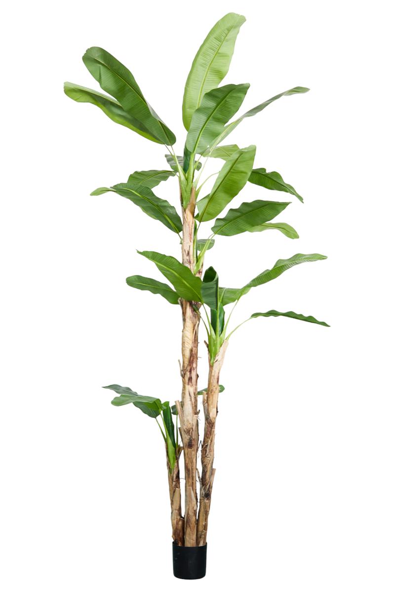 PIANTA BANANO H.CM.320